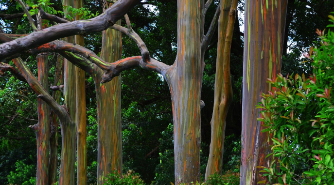 Lgbtree and Life